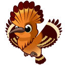 Hoopoe