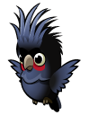 Palm Cockatoo