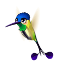 Racket-tailed Hummingbird