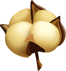 Raw Cotton 2