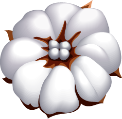 Raw Cotton 4