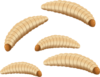 Larvae
