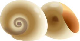 Spiral Shells