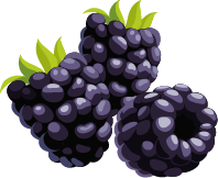 Blackberries