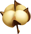 Raw Cotton 2
