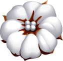 Raw Cotton 4