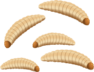 Larvae