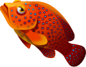 Coral Cod