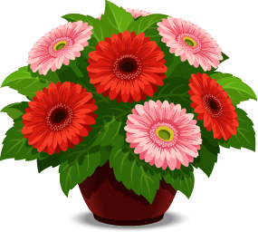 Gerbera Flowers