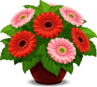Gerbera Flowers